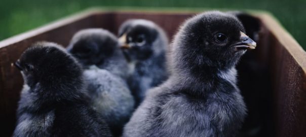 Help the Vulnerable – A Meaningful Life without Kids